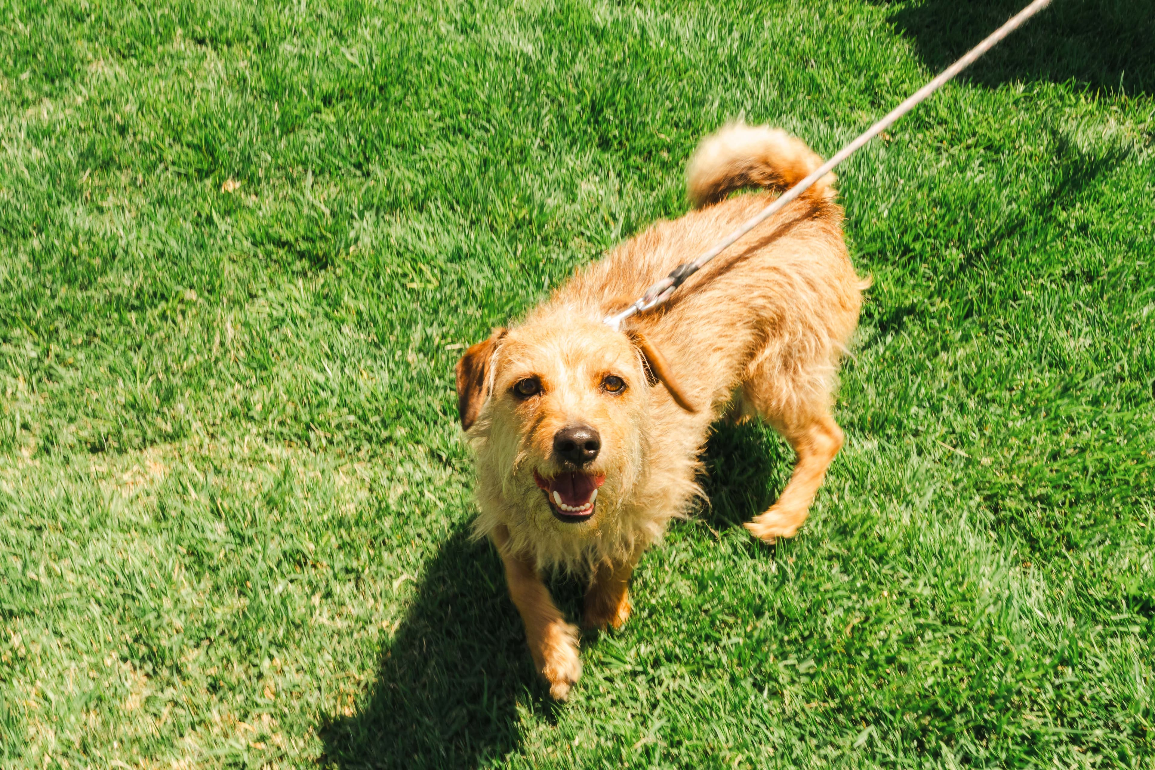 Perrito en el mercadito